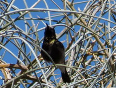 Cinnyris fuscus fuscus