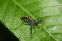 Rhynocoris leucospilus sibiricus