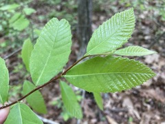 Castanea pumila