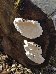 Heterobasidion parviporum