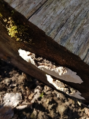 Heterobasidion parviporum