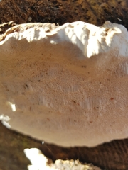 Heterobasidion parviporum