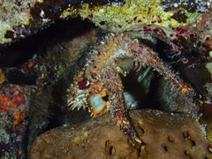 Amphithrax pilosus