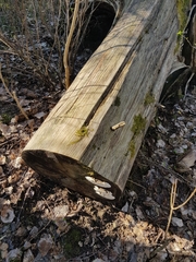 Heterobasidion parviporum