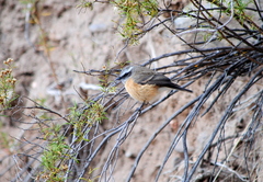 Ochthoeca oenanthoides