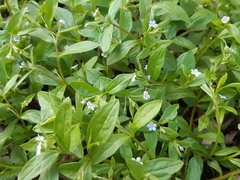 Memoremea scorpioides