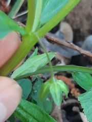 Memoremea scorpioides