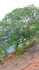 Entandrophragma caudatum