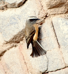 Ochthoeca oenanthoides