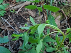 Memoremea scorpioides