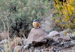 Ochthoeca oenanthoides