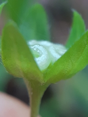 Memoremea scorpioides