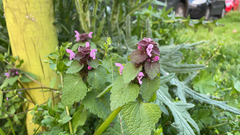 Lamium purpureum
