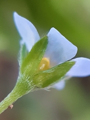 Memoremea scorpioides
