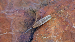 Entandrophragma caudatum