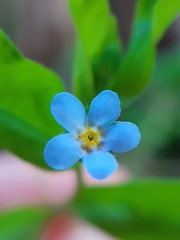 Memoremea scorpioides