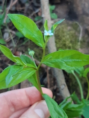 Memoremea scorpioides