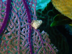 Pagurus brevidactylus