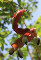 Pithecellobium unguis-cati