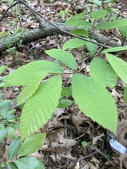 Castanea pumila