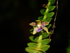 Dichaea pendula
