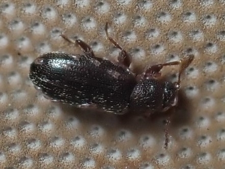 Corticaria lapponica