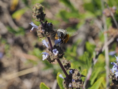 Habropoda miserabilis