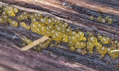 Dacrymyces minor