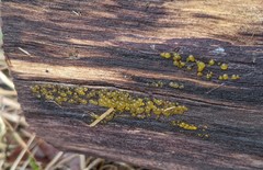 Dacrymyces minor