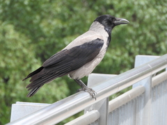 Corvus cornix