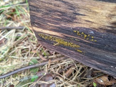 Dacrymyces minor