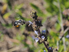 Habropoda miserabilis