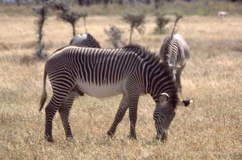 Equus grevyi