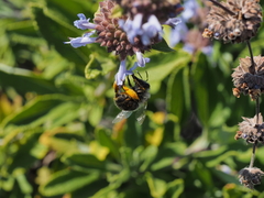 Habropoda miserabilis