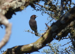 Knipolegus striaticeps