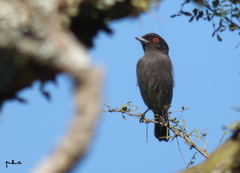 Knipolegus striaticeps
