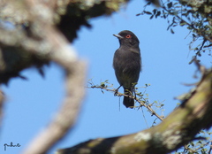 Knipolegus striaticeps