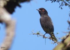 Knipolegus striaticeps