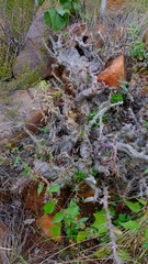 Pachypodium saundersii