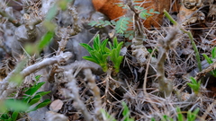 Pachypodium saundersii