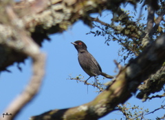 Knipolegus striaticeps