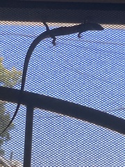 Elgaria multicarinata