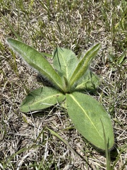 Hieracium longipilum