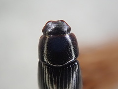 Calamosternus granarius