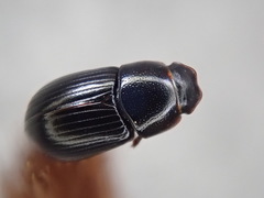 Calamosternus granarius