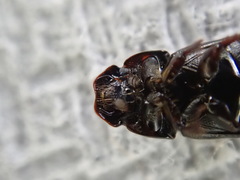 Calamosternus granarius