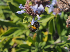Habropoda miserabilis