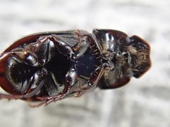 Calamosternus granarius