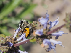 Habropoda miserabilis