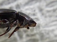 Calamosternus granarius